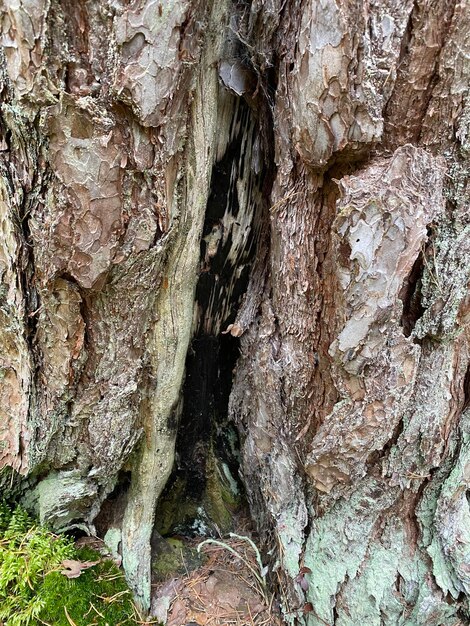 Full frame shot of tree trunk