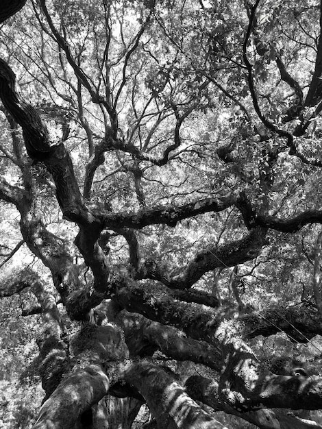 Full frame shot of tree trunk