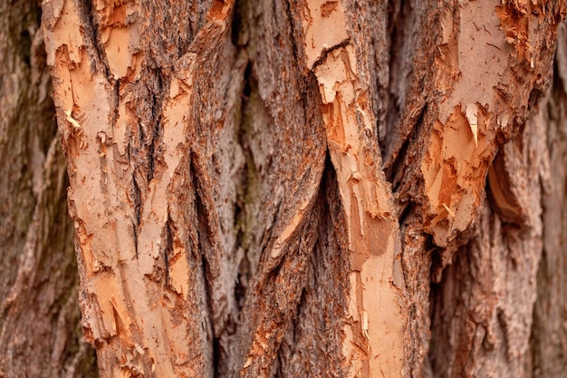 Photo full frame shot of tree trunk