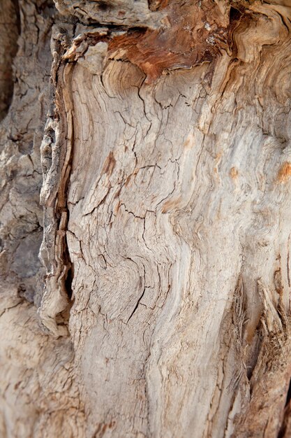 Foto fotografia completa del tronco dell'albero