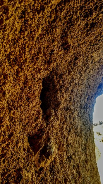 Full frame shot of tree trunk