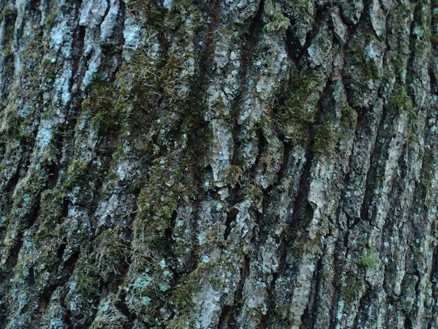 Fotografia completa del tronco dell'albero