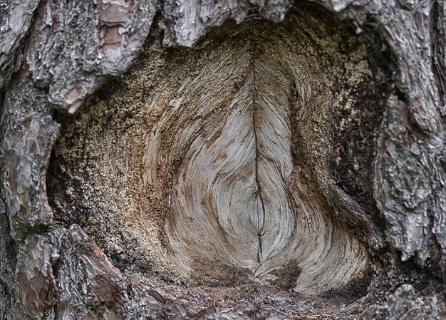 Full frame shot of tree trunk