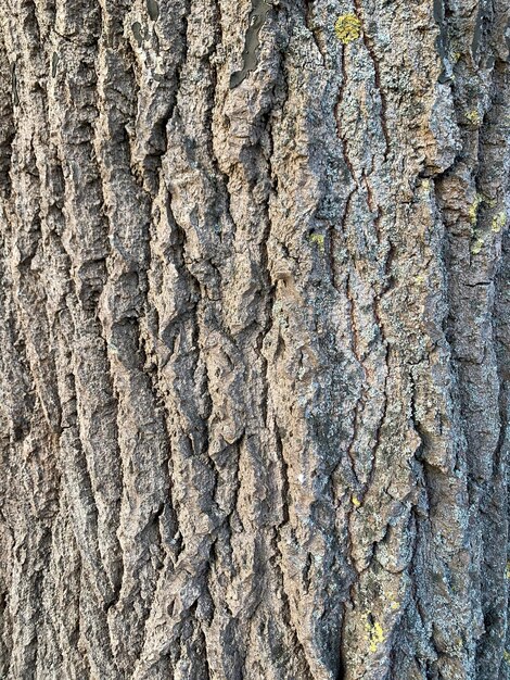 Photo full frame shot of tree trunk