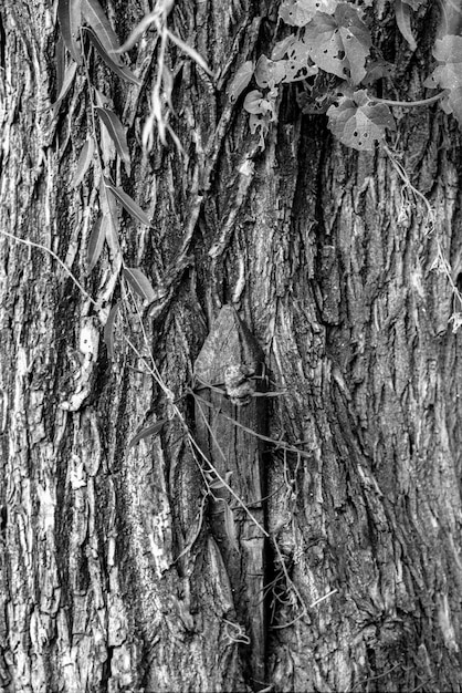 Photo full frame shot of tree trunk