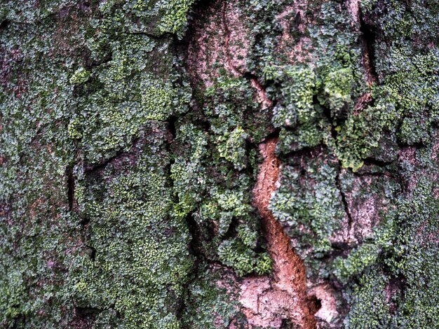 Foto immagine completa del tronco dell'albero