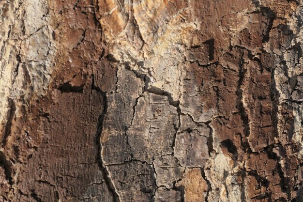 Full frame shot of tree trunk