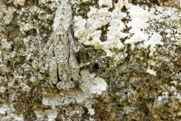 Photo full frame shot of tree trunk