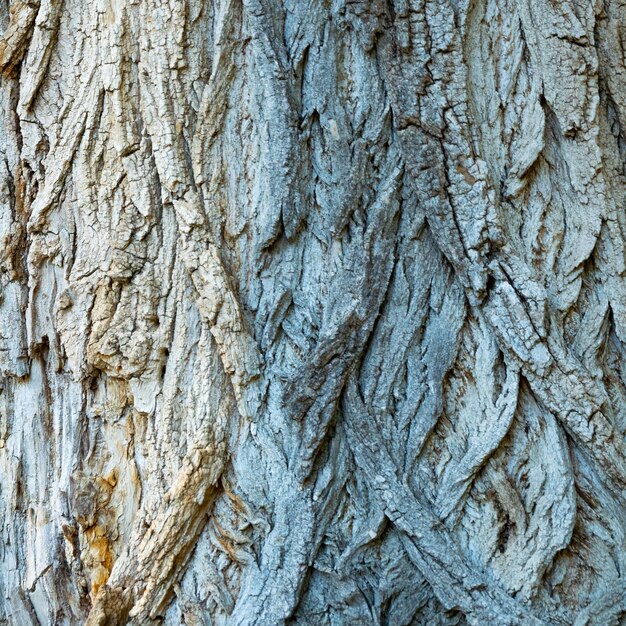 Foto immagine completa del tronco dell'albero