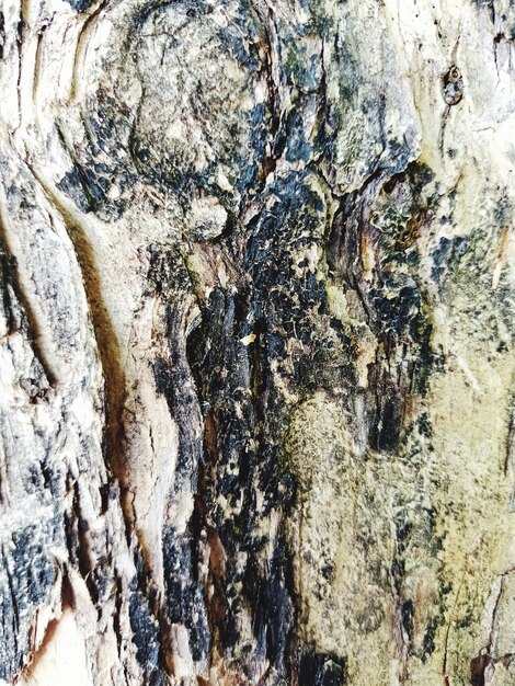 Full frame shot of tree trunk