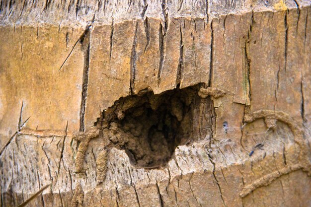 Full frame shot of tree trunk