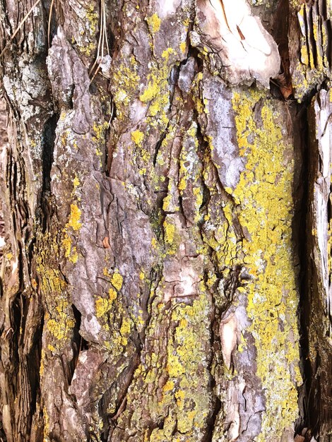 Full frame shot of tree trunk