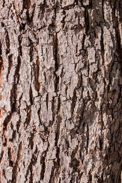 Photo full frame shot of tree trunk