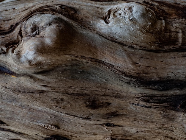 Full frame shot of tree trunk