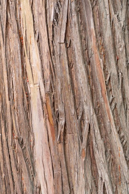 Photo full frame shot of tree trunk