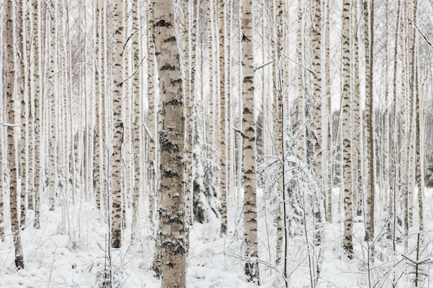 Photo full frame shot of tree trunks in winter