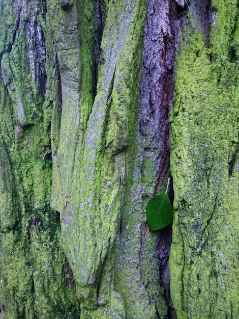 Full frame shot of tree