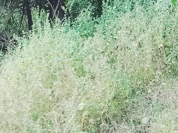 Full frame shot of trees on field