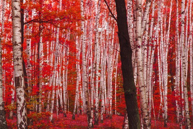 Full frame shot of trees in forest