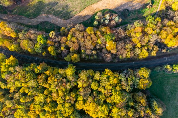 Full frame shot of trees in forest