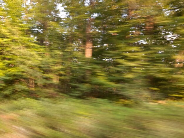 Full frame shot of trees in forest