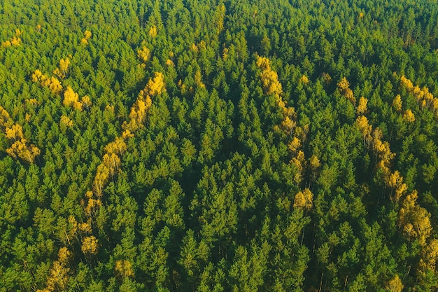 Full frame shot of trees in forest
