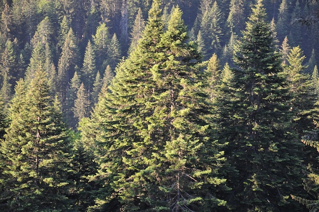 Full frame shot of trees in forest