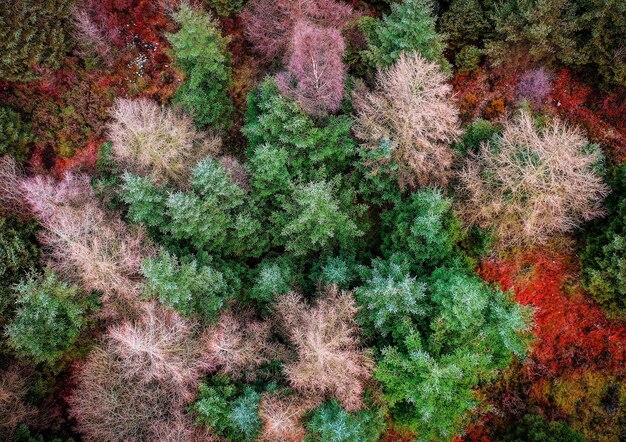 Photo full frame shot of trees at forest