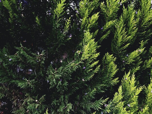 Full frame shot of trees in forest