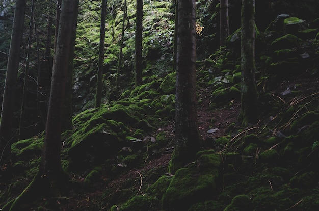 full frame shot of trees in forest