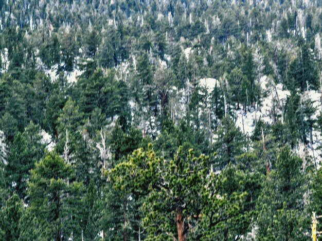 Full frame shot of trees