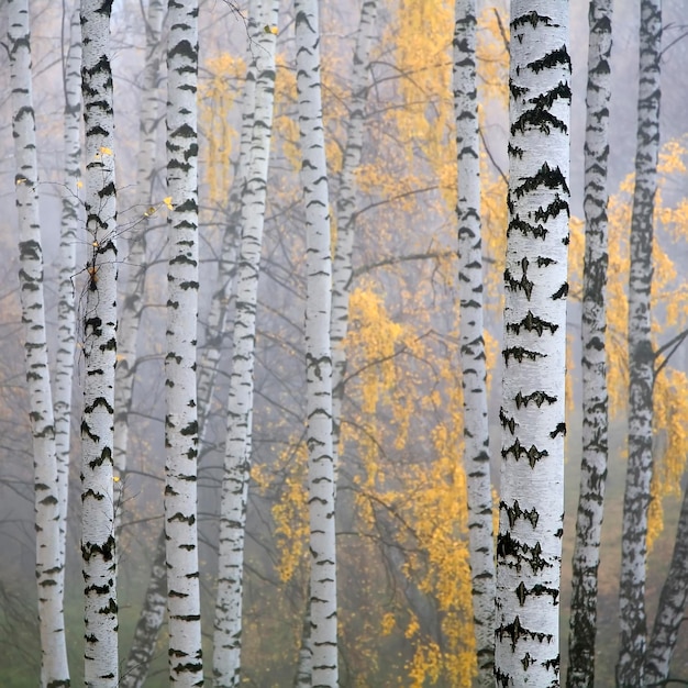 Foto foto completa degli alberi