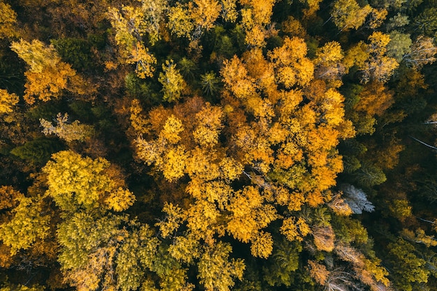 full frame shot of trees