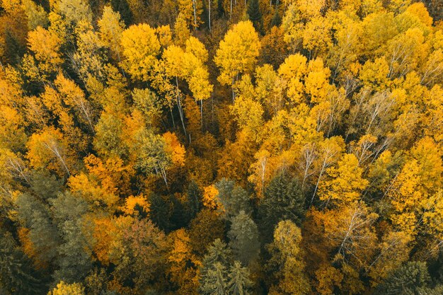 Photo full frame shot of trees