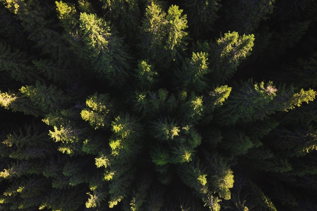 Photo full frame shot of trees