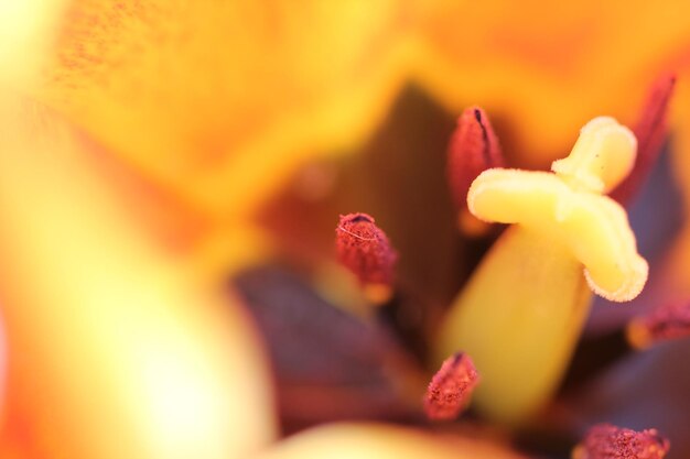 Full frame shot of tulip with stamen and pollen