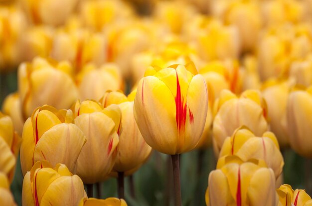 Photo full frame shot of tulips blooming on field