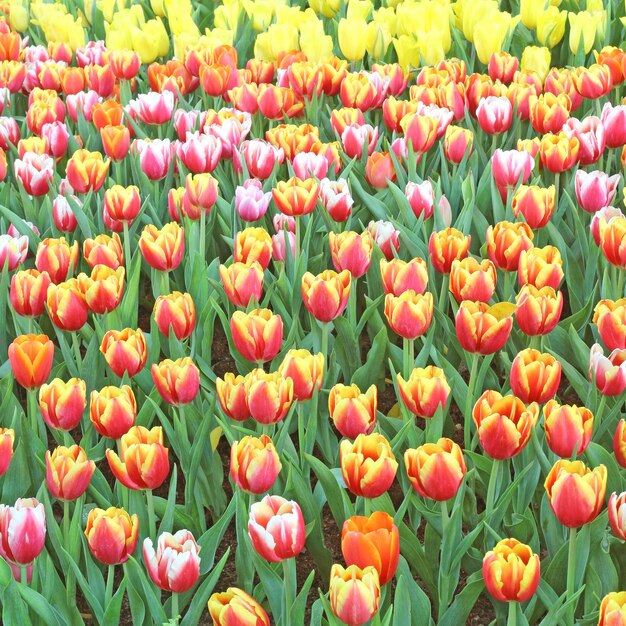 Foto fotografia completa dei tulipani nel campo