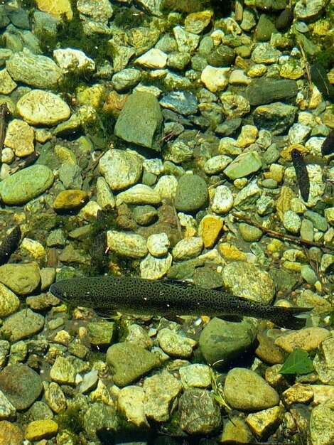 Full frame shot of turtle in water