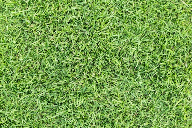 Full frame shot van gras op het veld