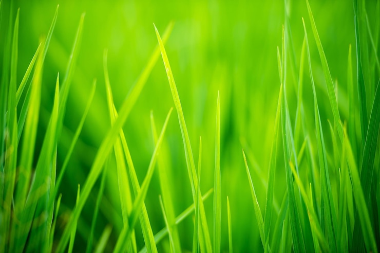Foto full frame shot van gras op het veld