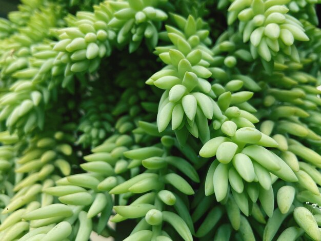 Full frame shot of vegetables for sale in market