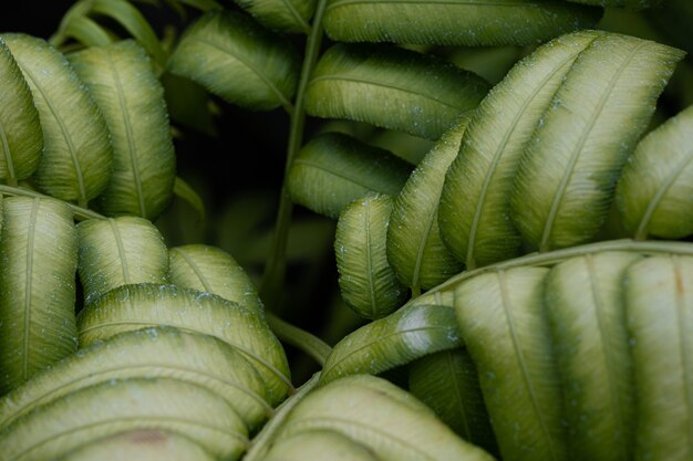 Full frame shot of vegetables