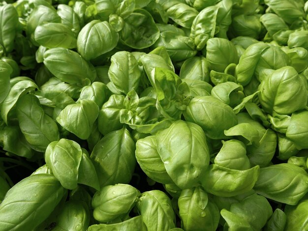 Full frame shot of vegetables