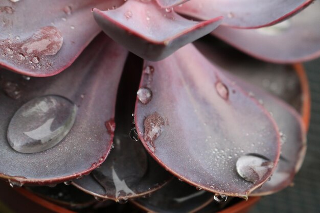 Photo full frame shot of water drops on fruit