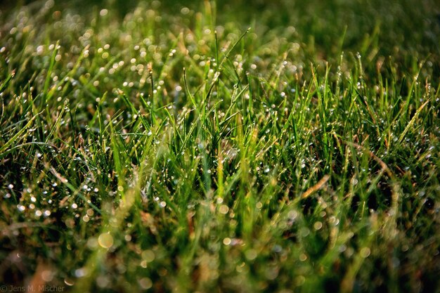 Foto scatto completo di gocce d'acqua sul campo erboso