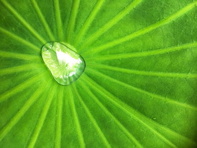 Full frame shot of water drops on leaf