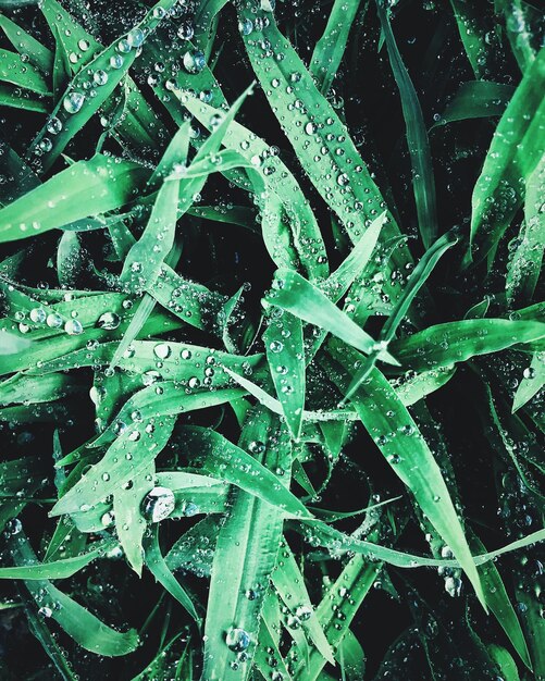 Full frame shot of water drops on plants during winter