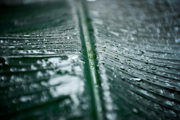 Full frame shot of water drops on rainy season