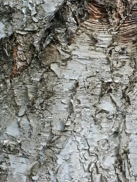 Photo full frame shot of weathered tree trunk